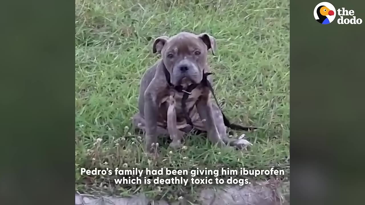 A small, greyish-brown puppy with floppy ears sits in the grass, looking directly at the camera with a sad expression. Text on the screen reads, 'Pedro’s family had been giving him ibuprofen which is deathly toxic to dogs.'