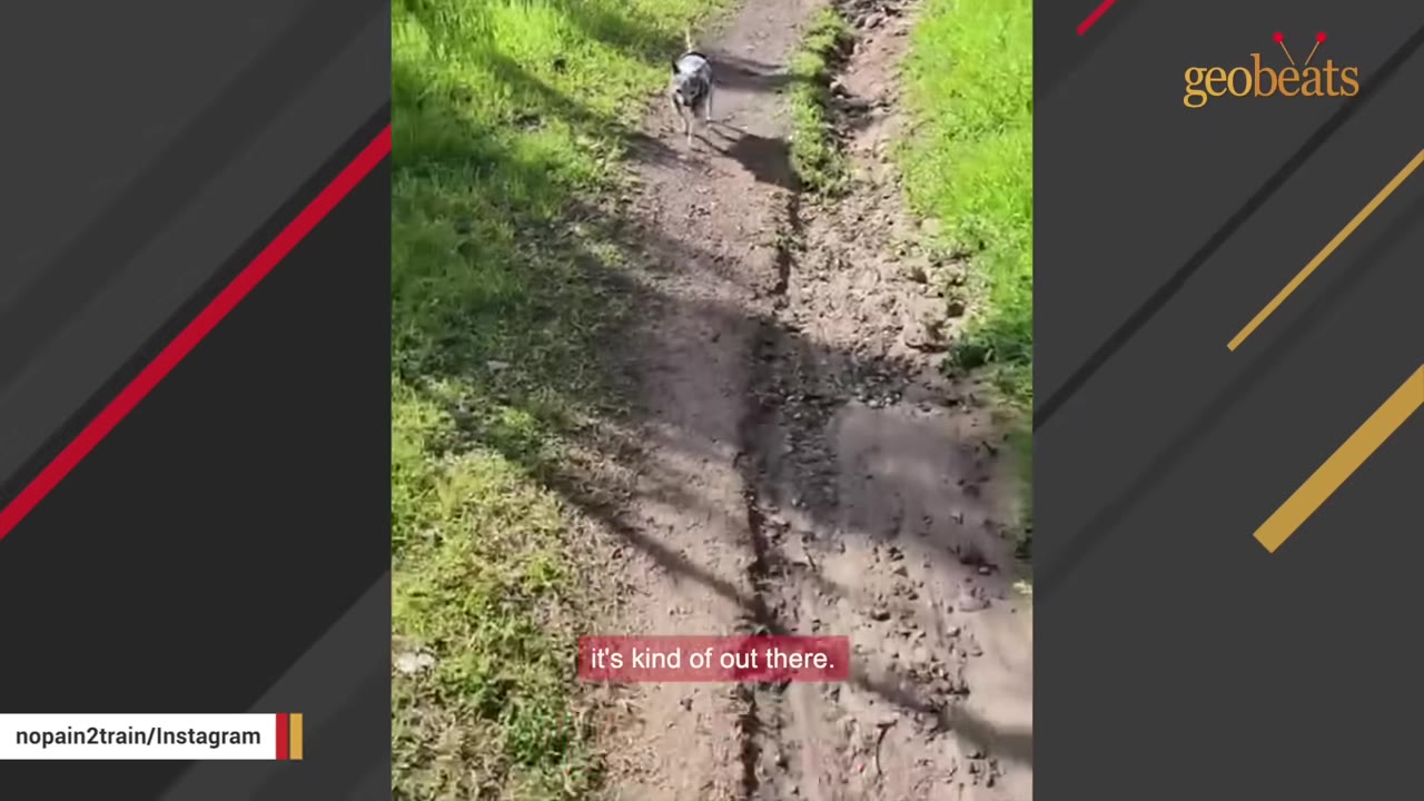 A small chihuahua-mix dog walks alone down a dirt path surrounded by green grass.