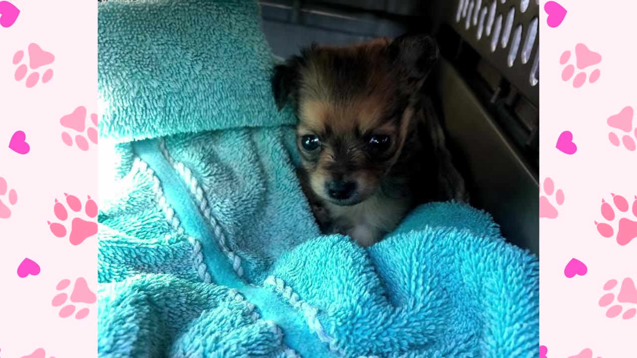 A tiny brown puppy with dark eyes sits on a blue towel inside a pet carrier.