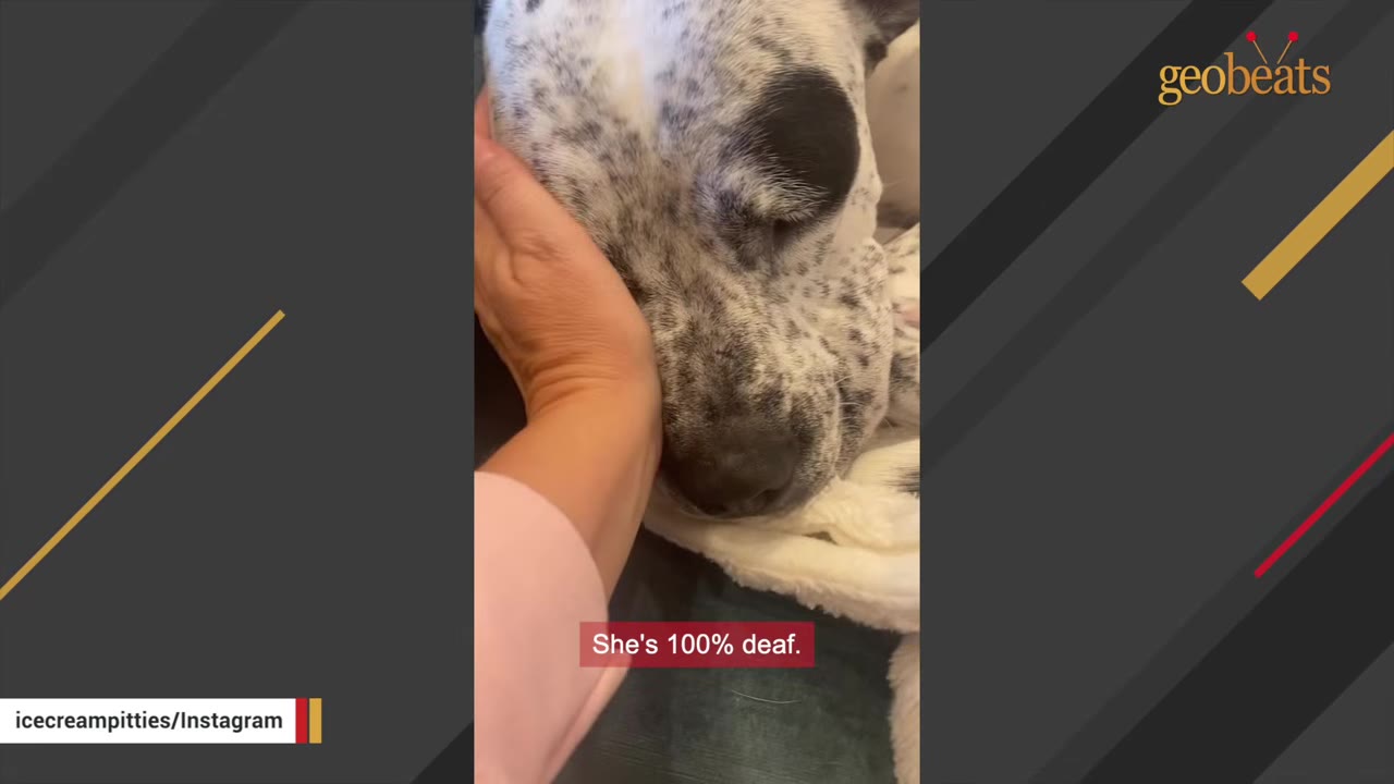A close-up of a person's hand gently cradling the head of a white dog with black spots, who has her eyes closed.