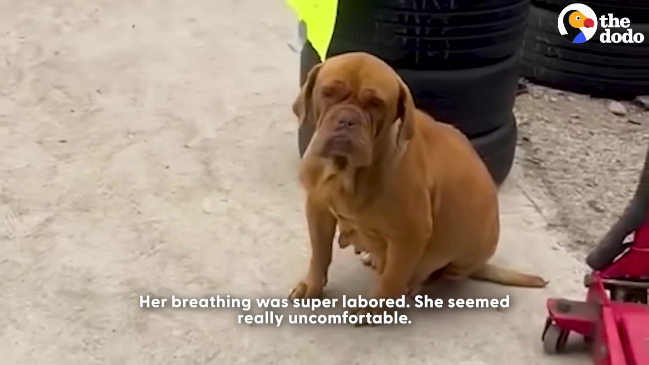 A pregnant brown Dogue de Bordeaux sits on the ground of a mechanic shop in front of a stack of tires, looking sad and uncomfortable.