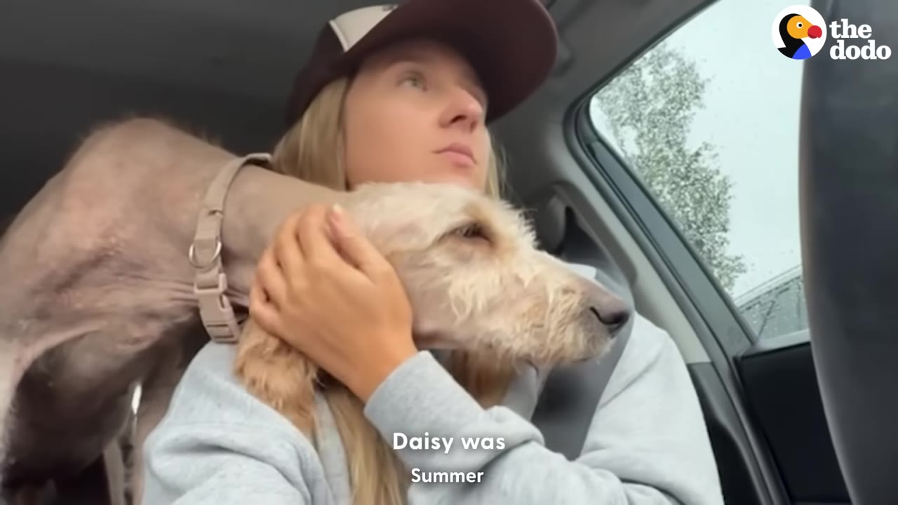 A woman wearing a baseball cap sits in a car, holding and comforting a scruffy, light-colored dog resting its head on her shoulder.