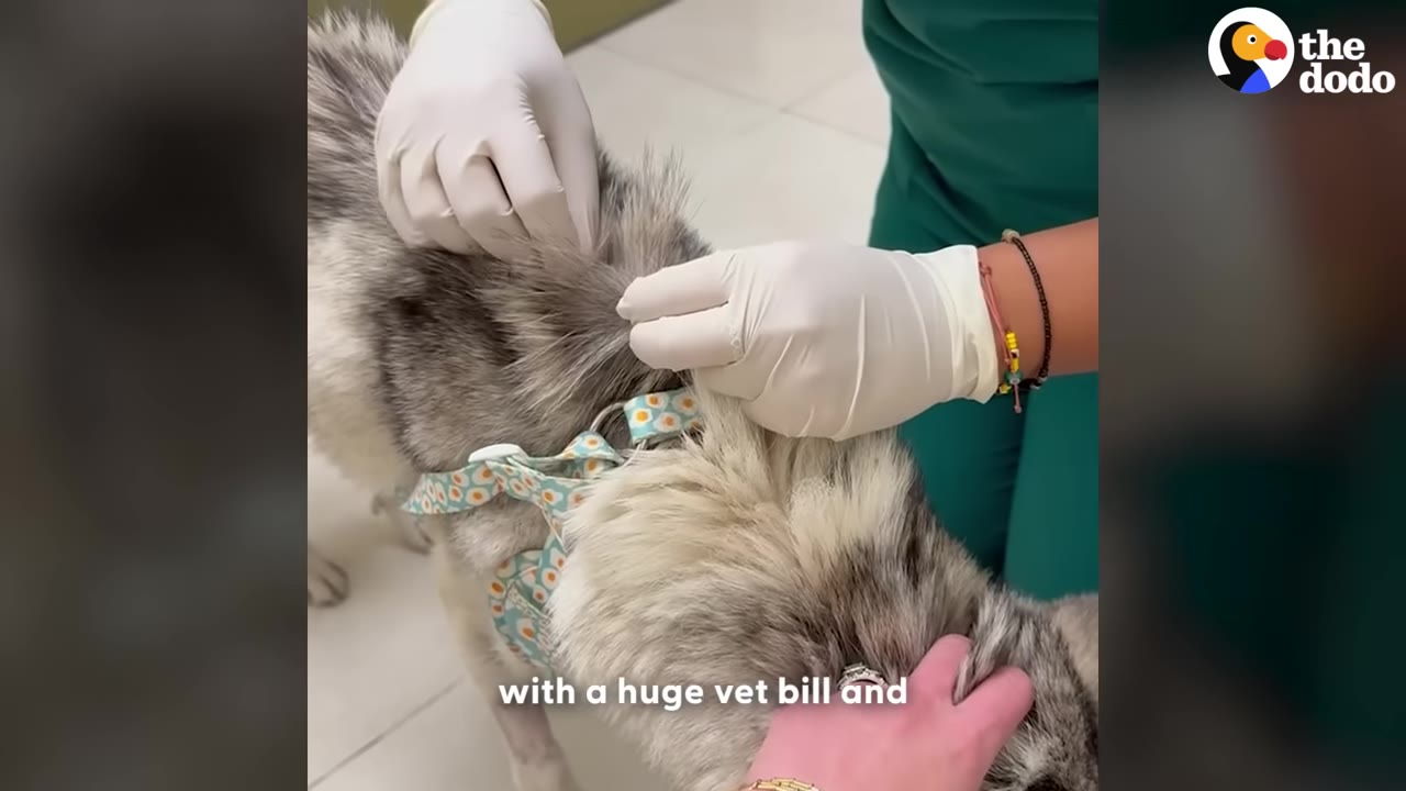 A close-up shot of a dog wearing a patterned harness being examined by a veterinary professional wearing white gloves and green scrubs.