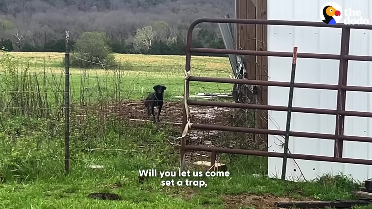 A black dog stands in a muddy area behind a metal gate and wire fence, looking alertly towards the camera in a grassy field.