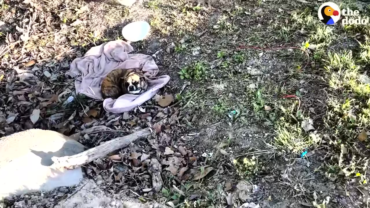 A small brindle dog curls up on a pink blanket on the ground surrounded by dry leaves, grass, and litter, looking up with wide, sad eyes.