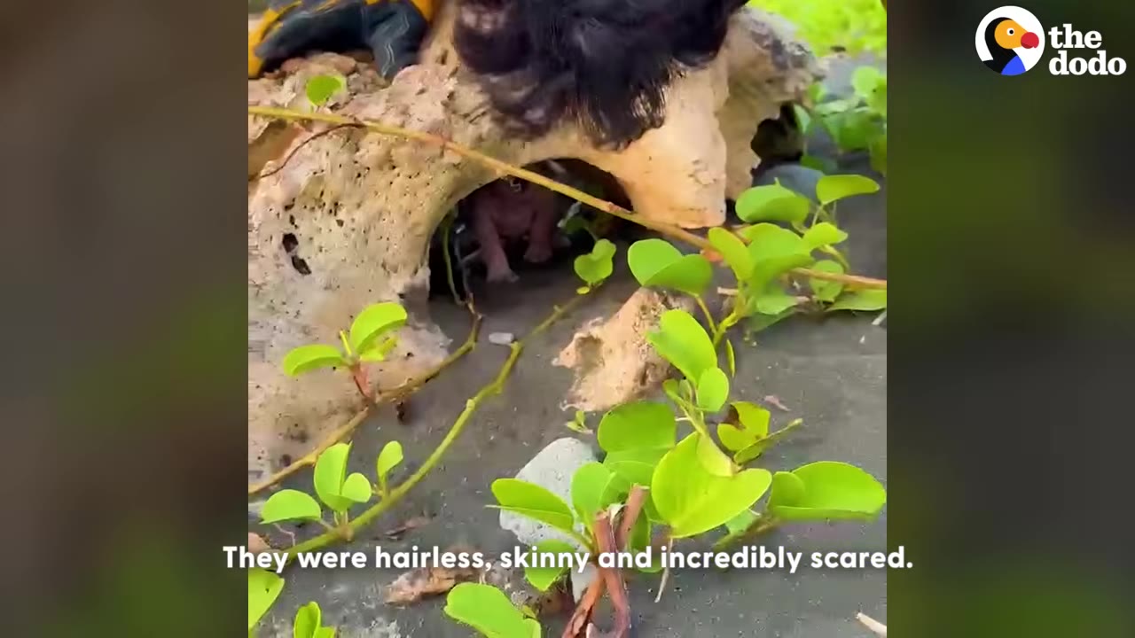 A tiny, hairless puppy huddles deep inside a hollow log on a sandy beach, surrounded by green vines.