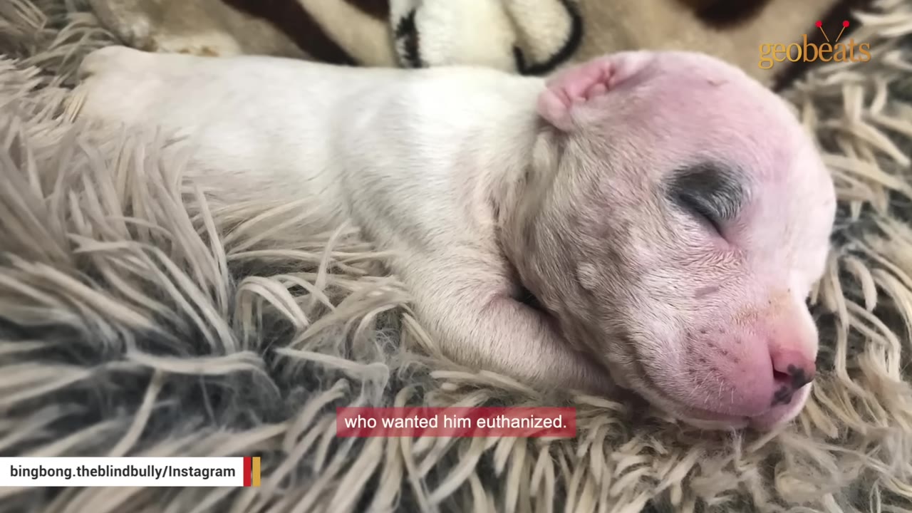 A very small, newborn white puppy with a dark spot over one eye sleeping on a fluffy blanket.