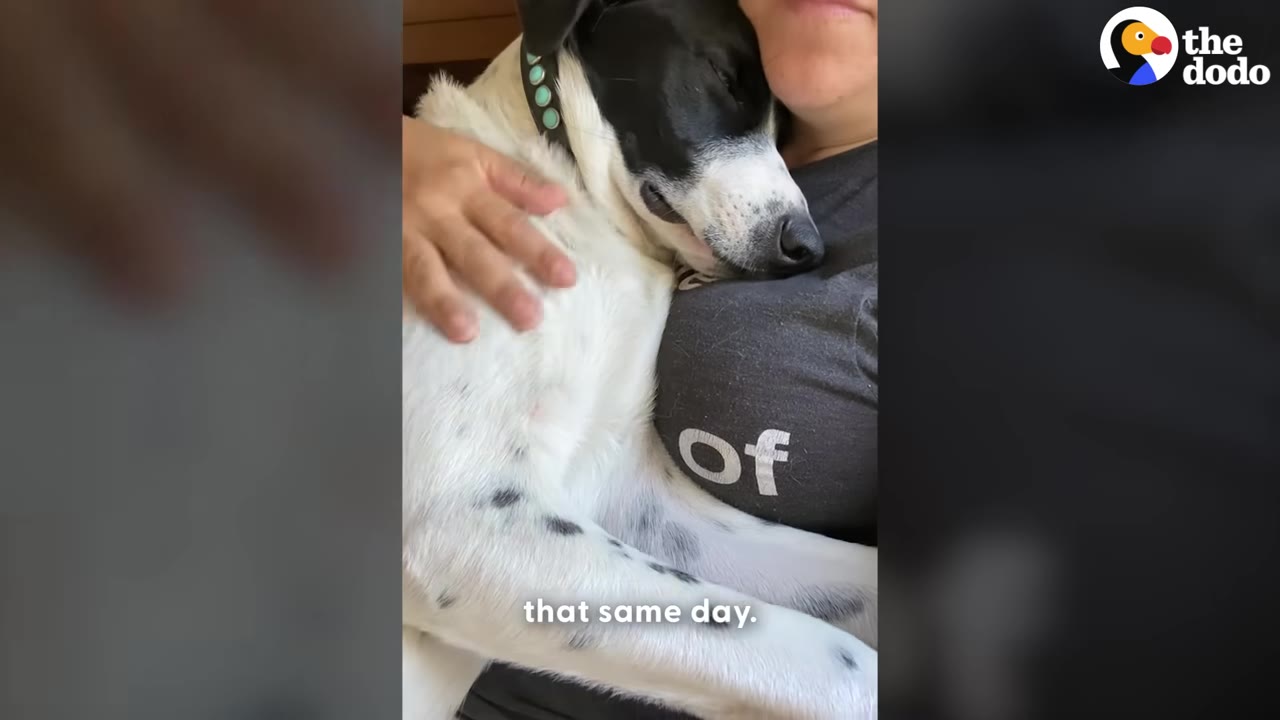 A black and white dog rests its head on a person's chest while being gently petted.