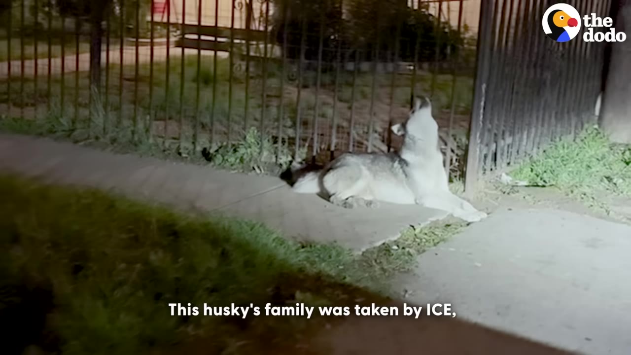 A husky lies on a concrete sidewalk next to a metal fence at night, throwing its head back to howl.
