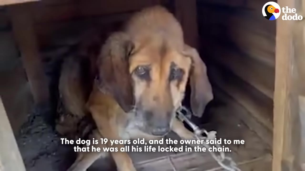 An elderly brown dog with long floppy ears sits inside a wooden doghouse, looking sad and weary, with a metal chain attached to its collar.