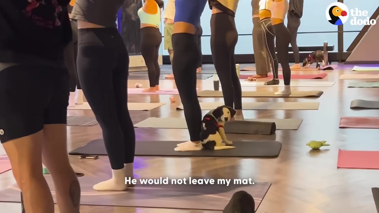 A group of people standing on yoga mats in a studio, with a small black and white puppy sitting on a mat behind one of the participants.