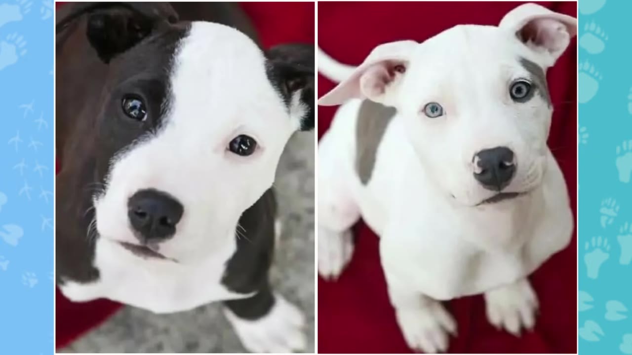 A split-screen image showing two different puppies looking up: on the left, a black and white puppy, and on the right, a white puppy with grey patches and light-colored eyes.
