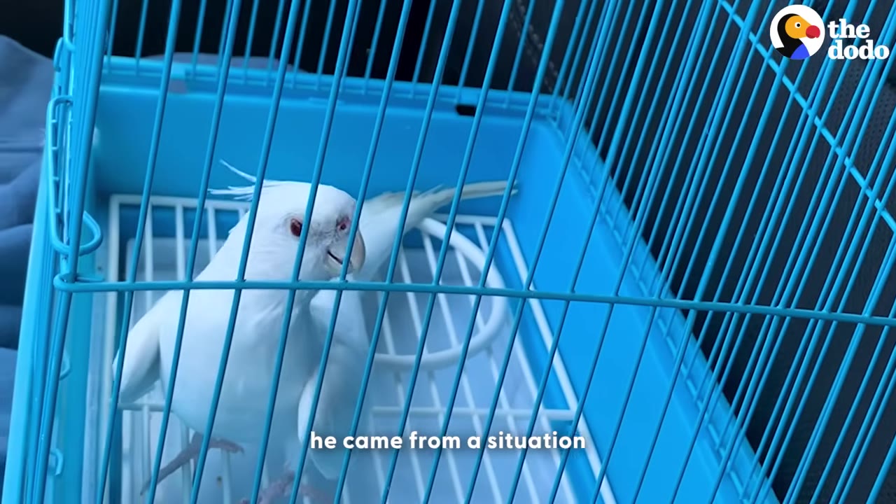 A white cockatiel with red eyes looks out from inside a blue wire cage.