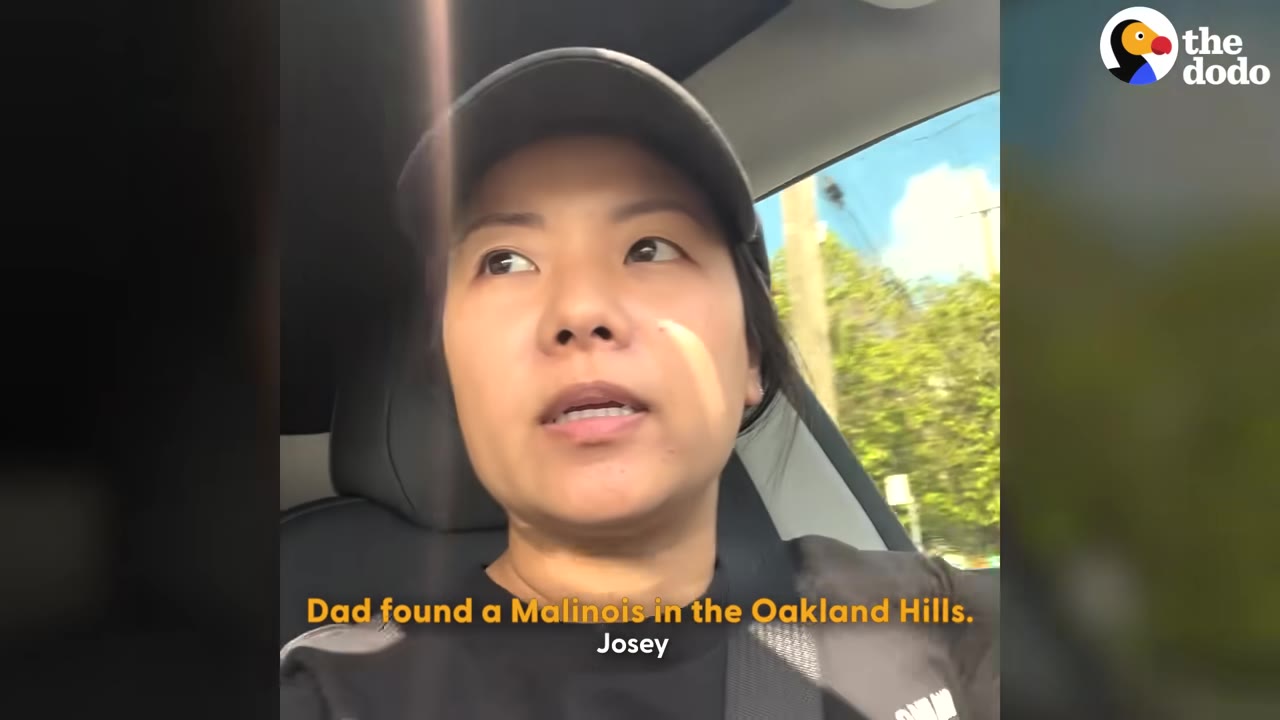 A woman wearing a black cap and t-shirt inside a car, with a subtitle that reads, 'Dad found a Malinois in the Oakland Hills. Josey'