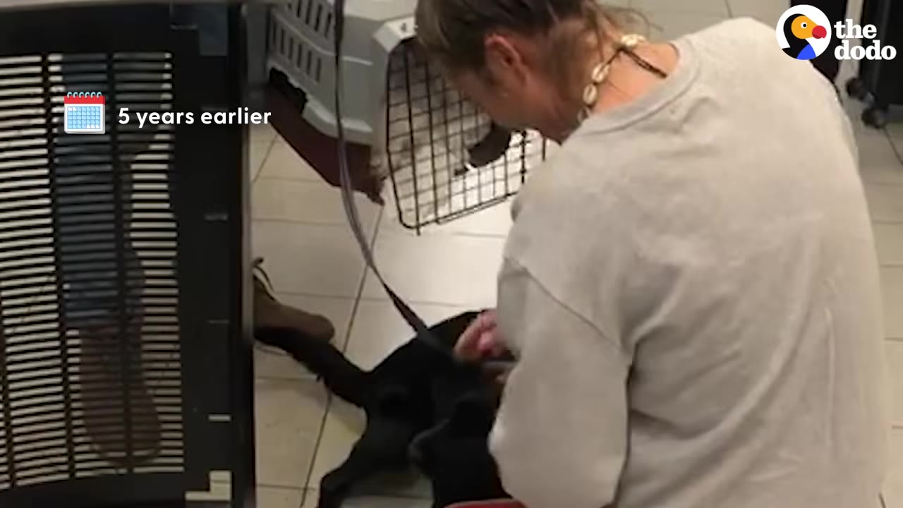 A woman in a grey sweatshirt kneels on a tiled floor to greet a black dog that has just come out of a pet carrier, with a text overlay that reads '5 years earlier'.