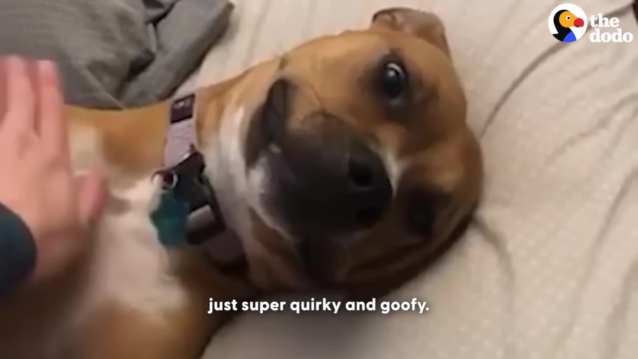 A close-up of a brown dog lying on its back on a bed, looking up with wide eyes and a goofy expression as a hand gently pets its chest.