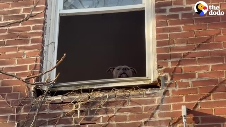 Missouri Dog Trapped In An Abandoned Basement Gets The Creative Rescue He Desperately Needed