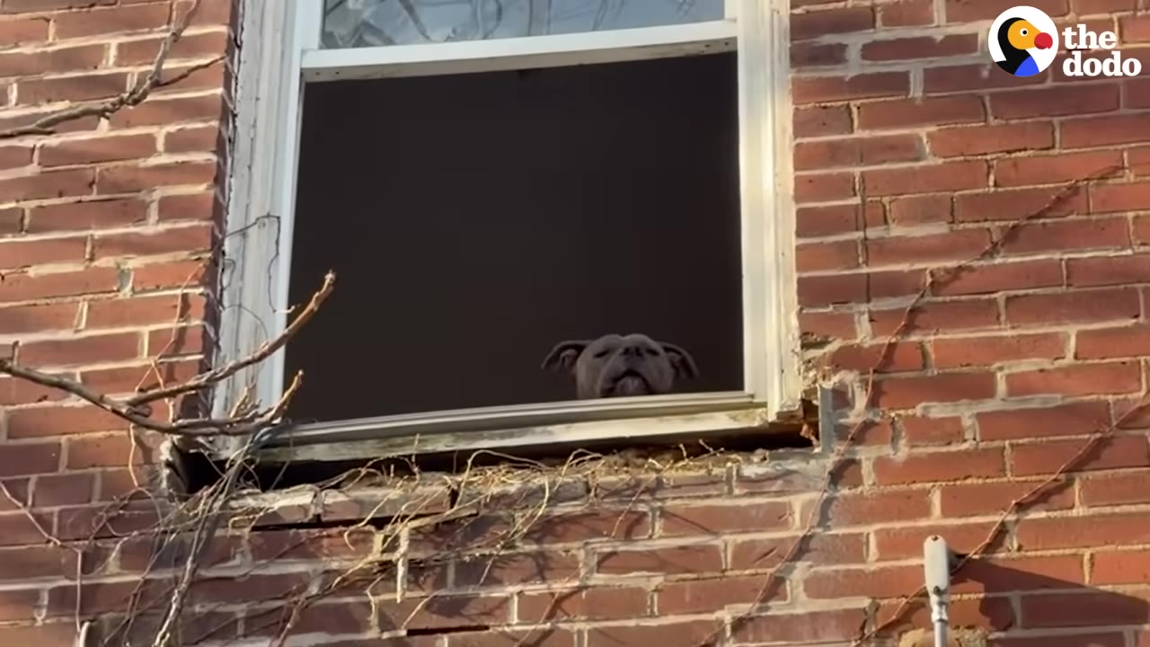 A gray dog's head peeking out from the bottom of an open window in a red brick building.