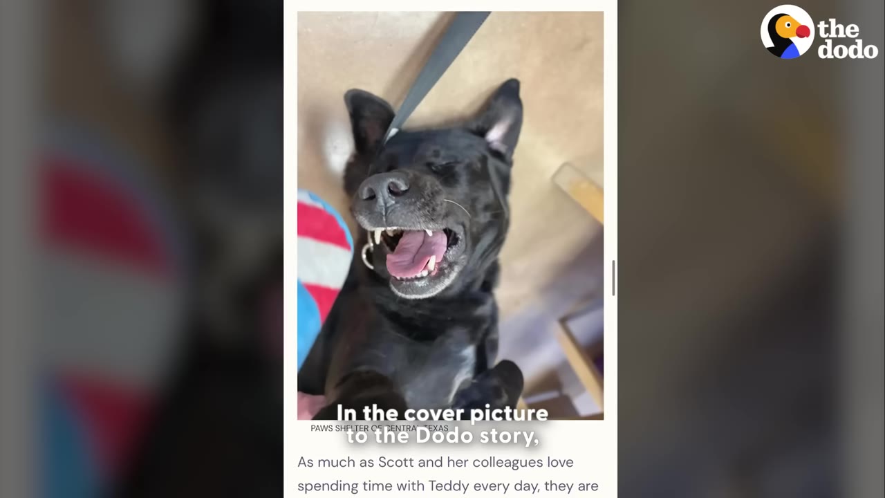 A screenshot of a photograph showing a black dog lying on its back with its mouth open in a happy expression.