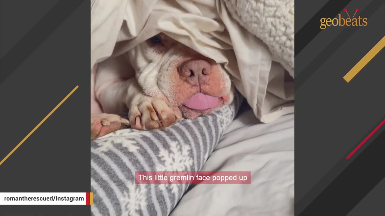 A close-up of a white dog's face peeking out from under a blanket, sticking its pink tongue out.