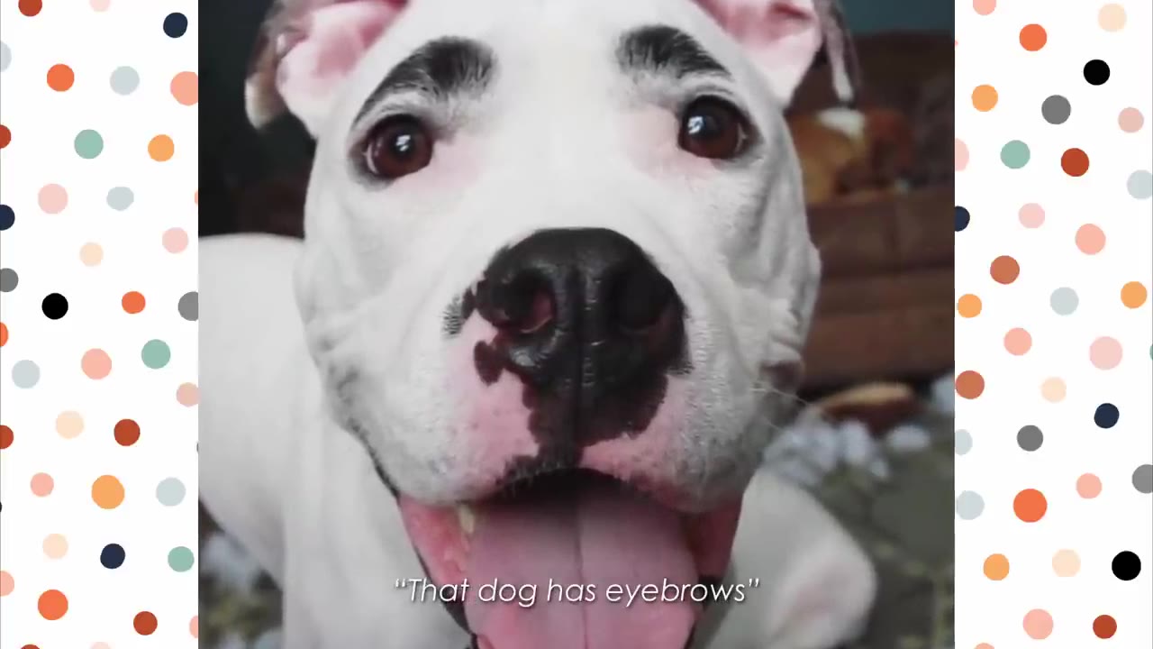 A close-up of a white dog with distinctive black markings above his eyes that look like eyebrows, looking directly at the camera with an open mouth.