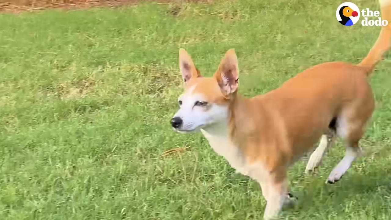 A small tan and white dog with large pointed ears walking across a green grassy lawn.