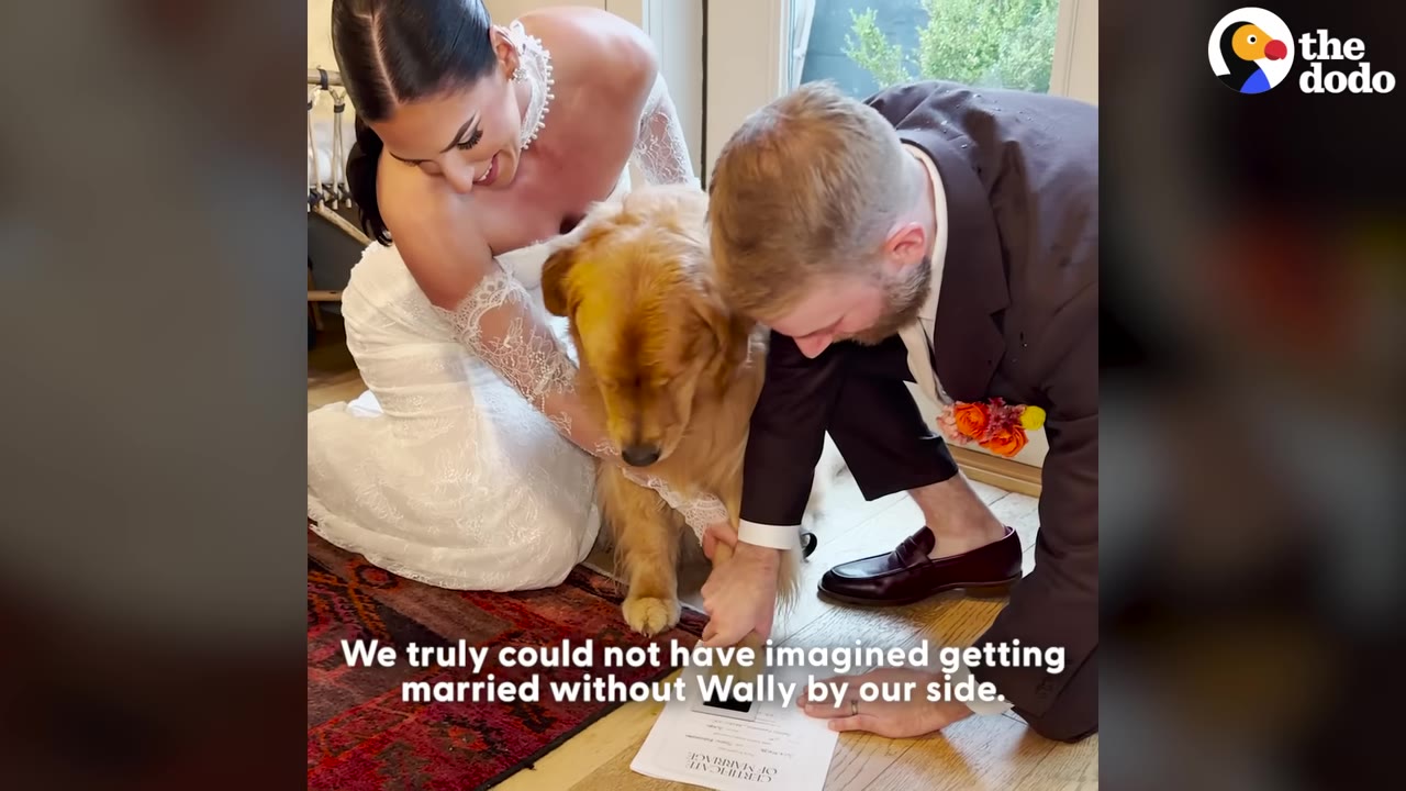 A bride in a white lace wedding dress and a groom in a dark suit kneel on the floor, gently holding their golden retriever's paw to help him stamp a marriage certificate.