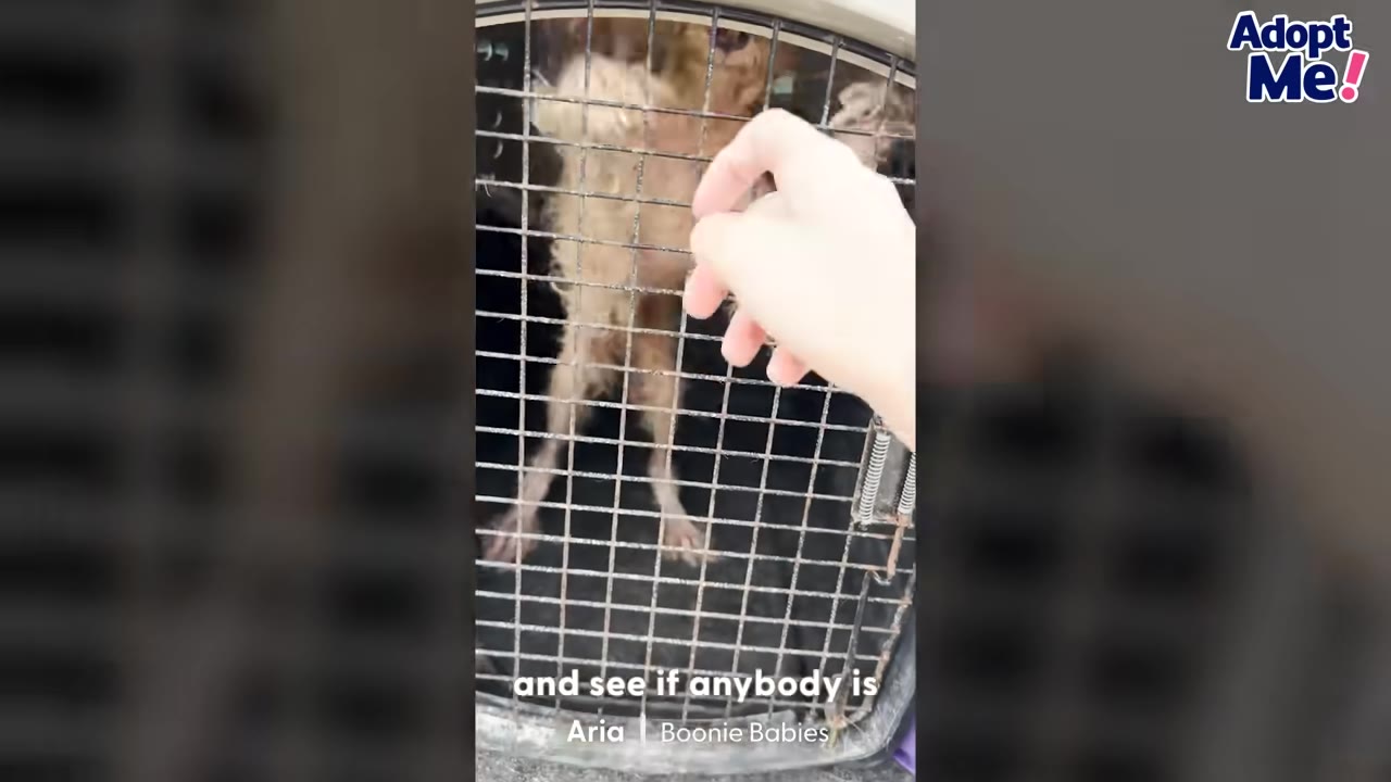 A hand reaches out to touch a small, scruffy dog behind the wire door of a pet crate.