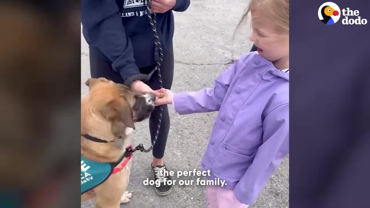 A young girl in a purple jacket feeds a treat to a brown dog on a leash held by a woman standing next to her.