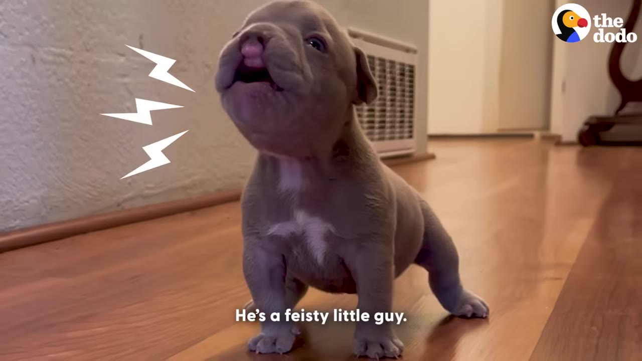 A small brown puppy with a cleft lip stands on a wooden floor, tilting its head back to bark with illustrated white lightning bolts next to it.