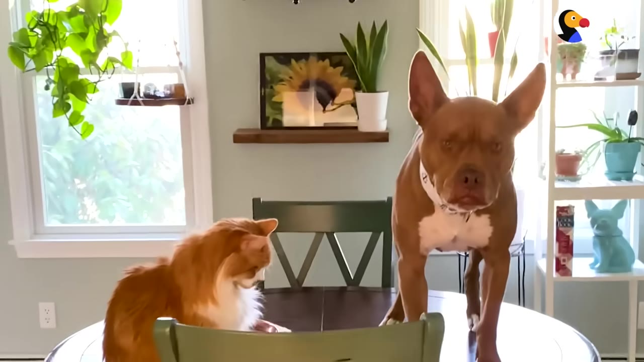 A brown pit bull-type dog stands on a wooden dining table next to a fluffy orange and white cat.