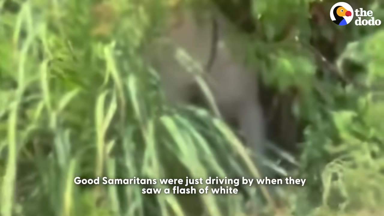 A blurry white animal is partially visible through thick green bushes and tall grass.