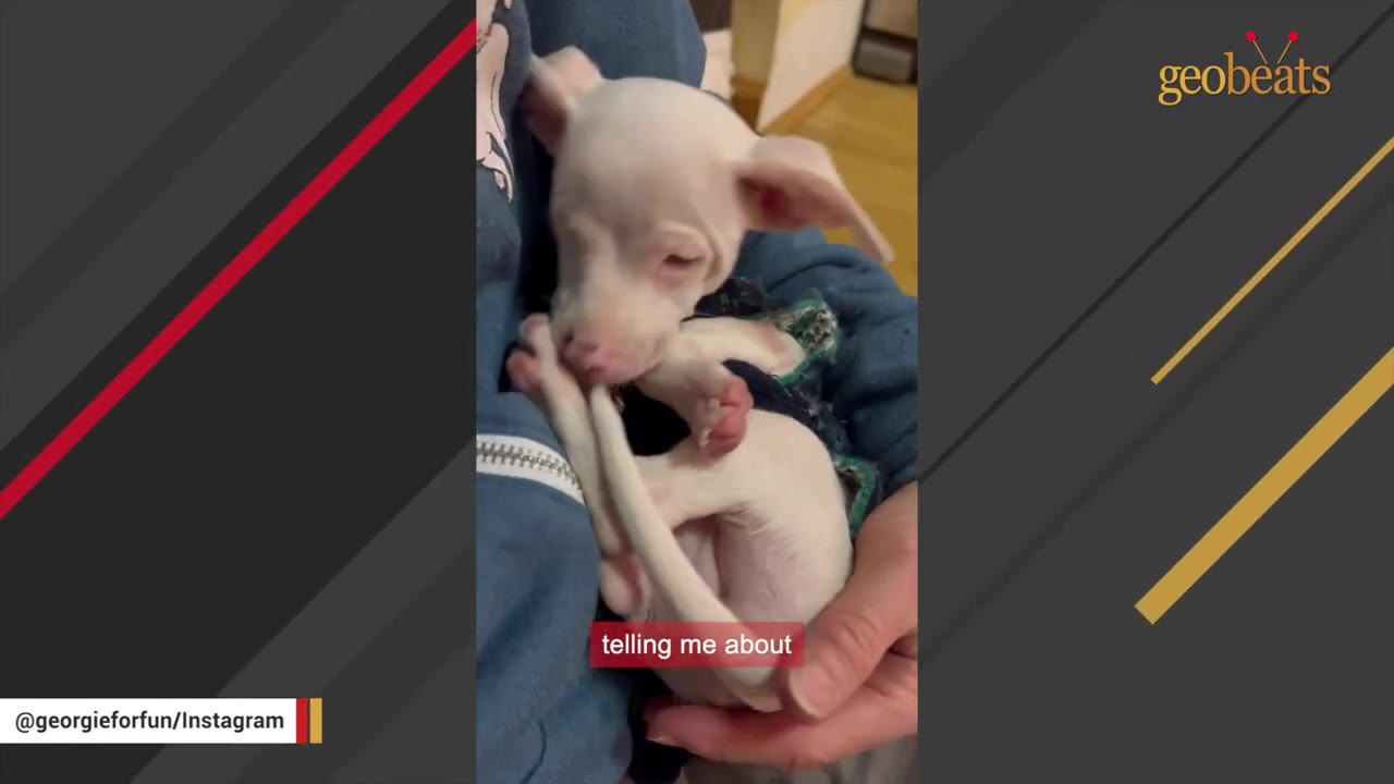 A tiny, fragile white puppy with closed eyes is cradled in a person's hands.