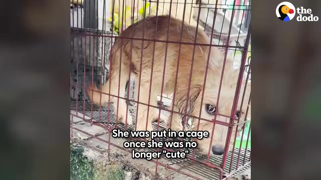 A close-up shot of a small, light brown dog looking sad and peering through the metal bars of a small wire cage.