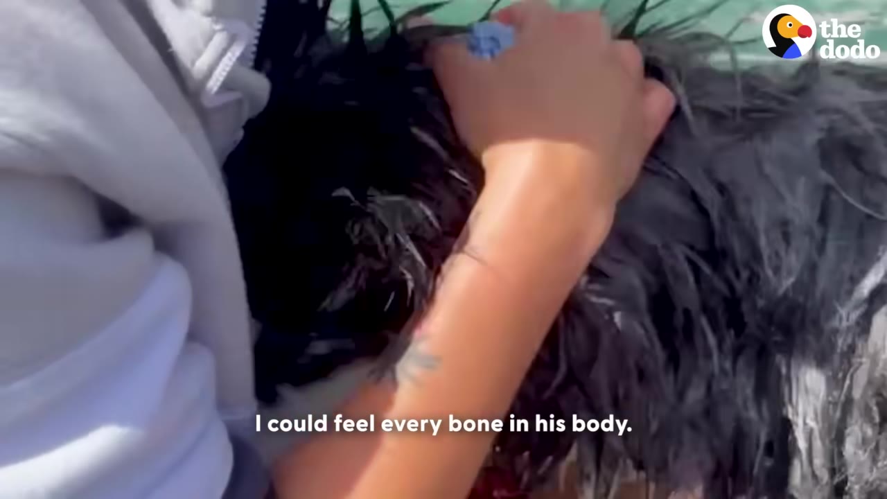 A close-up shot of a person's hand gently petting a wet, dark-furred dog during a bath, with text overlay reading 'I could feel every bone in his body.'