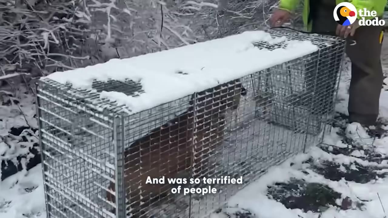 A brown dog inside a wire cage trap covered in snow, with a person standing next to it in a snowy wooded area.