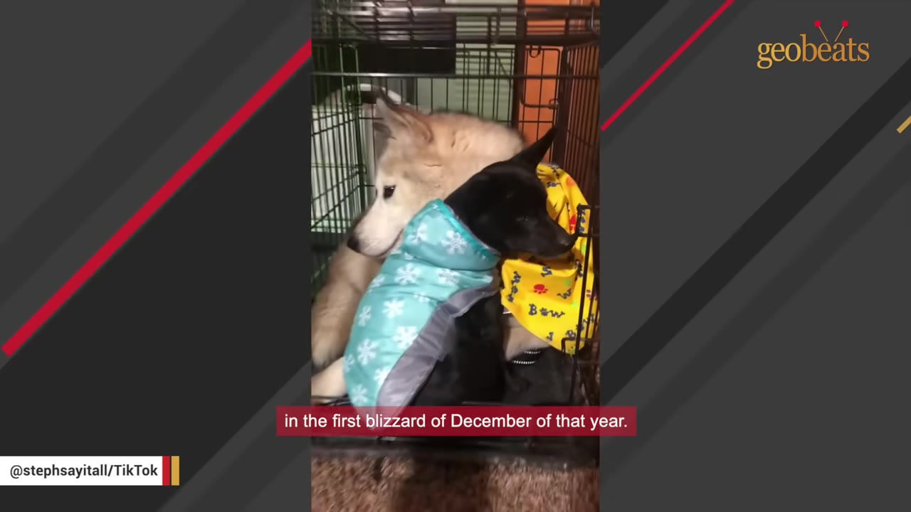 A light-colored husky-type dog and a black dog wearing a blue snowflake winter coat sit huddled together inside a wire crate.