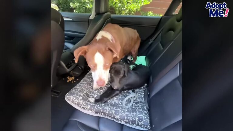 Georgia Dog Found Injured With Her Puppies Reveals A Heartbreaking Secret On Her X-Ray