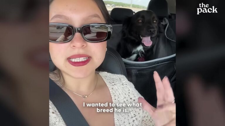 California Woman Tests Her Rescue Dog’s DNA And Uncovers A Mind-Blowing Family Secret