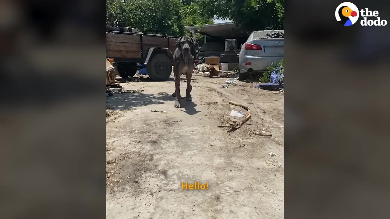 A large, dark-colored Great Dane stands in a dusty yard, looking directly at the camera with a trailer and car in the background.