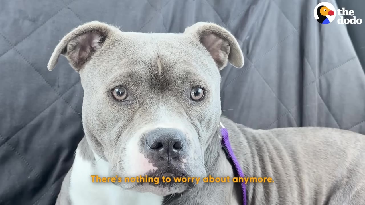 A close-up of a grey and white pit bull looking directly at the camera with wide, expressive eyes, with the subtitle 'There's nothing to worry about anymore.' at the bottom.