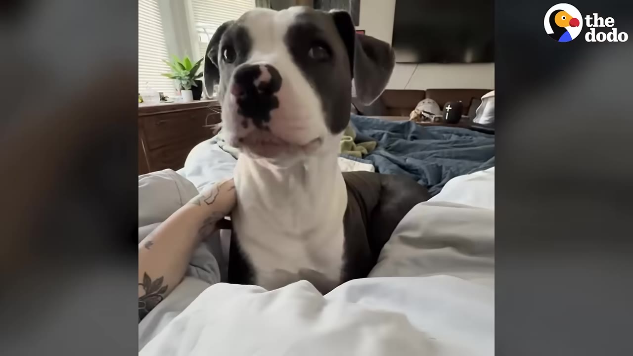 A black and white pit bull-type dog sits calmly in a bed under white sheets while a person's tattooed hand gently rests on its shoulder.