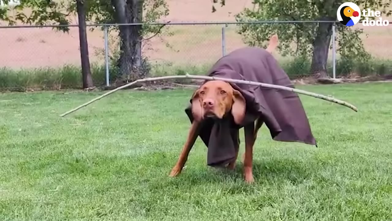 A brown Vizsla dog wearing a brown blanket draped over its back like a cape, balancing a long, thin branch horizontally on its head while standing on a green lawn.