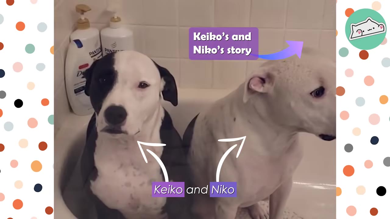 Two pit bull mix dogs, Keiko and Niko, sitting together in a bathtub.