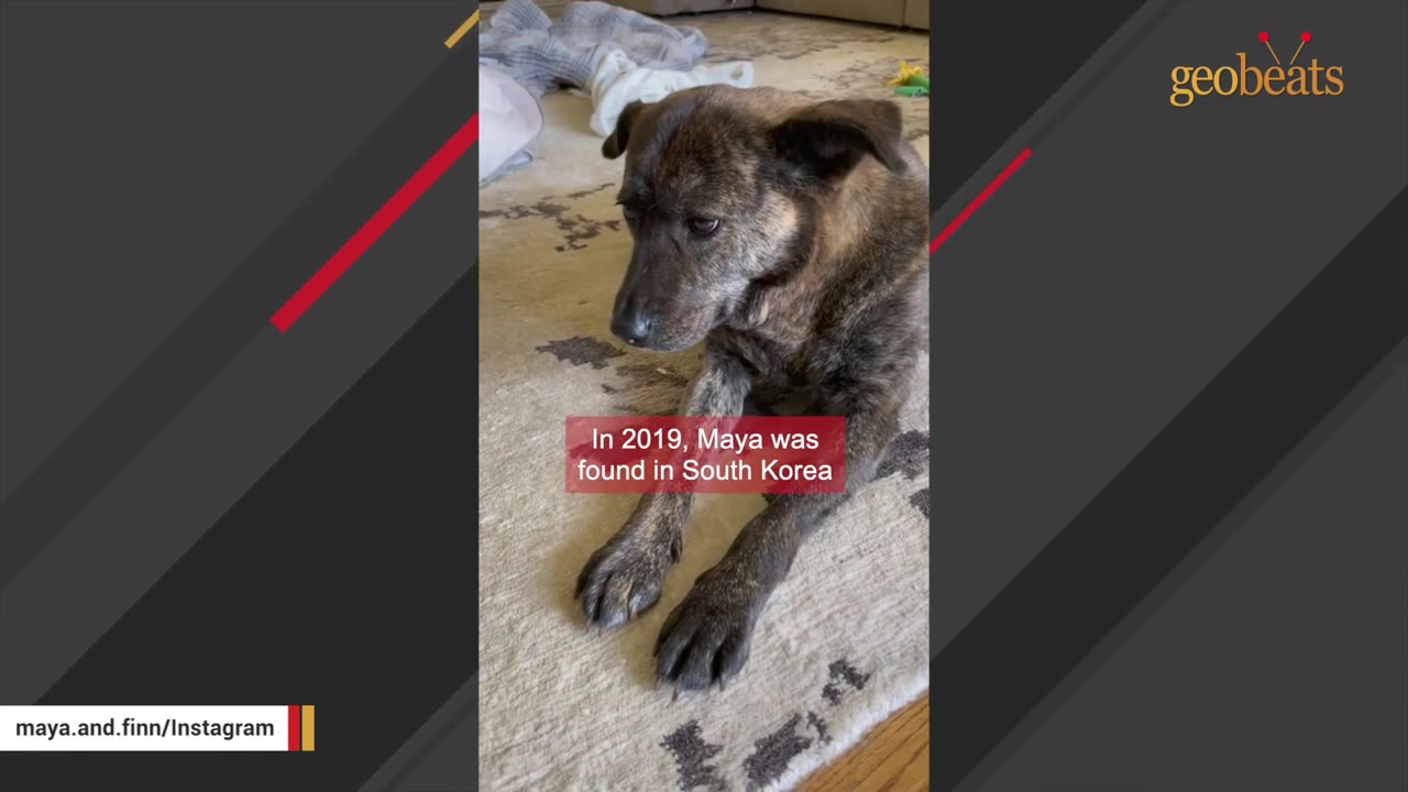 A brindle-colored dog with floppy ears lies on a light-colored patterned rug, looking down with a sad expression.