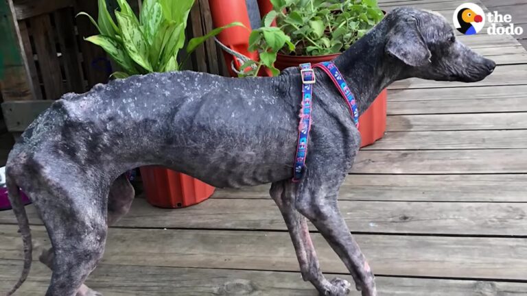 Florida Woman Refuses To Forget The Heartbreaking Dog She Saw On Vacation And Starts A Long-Distance Miracle