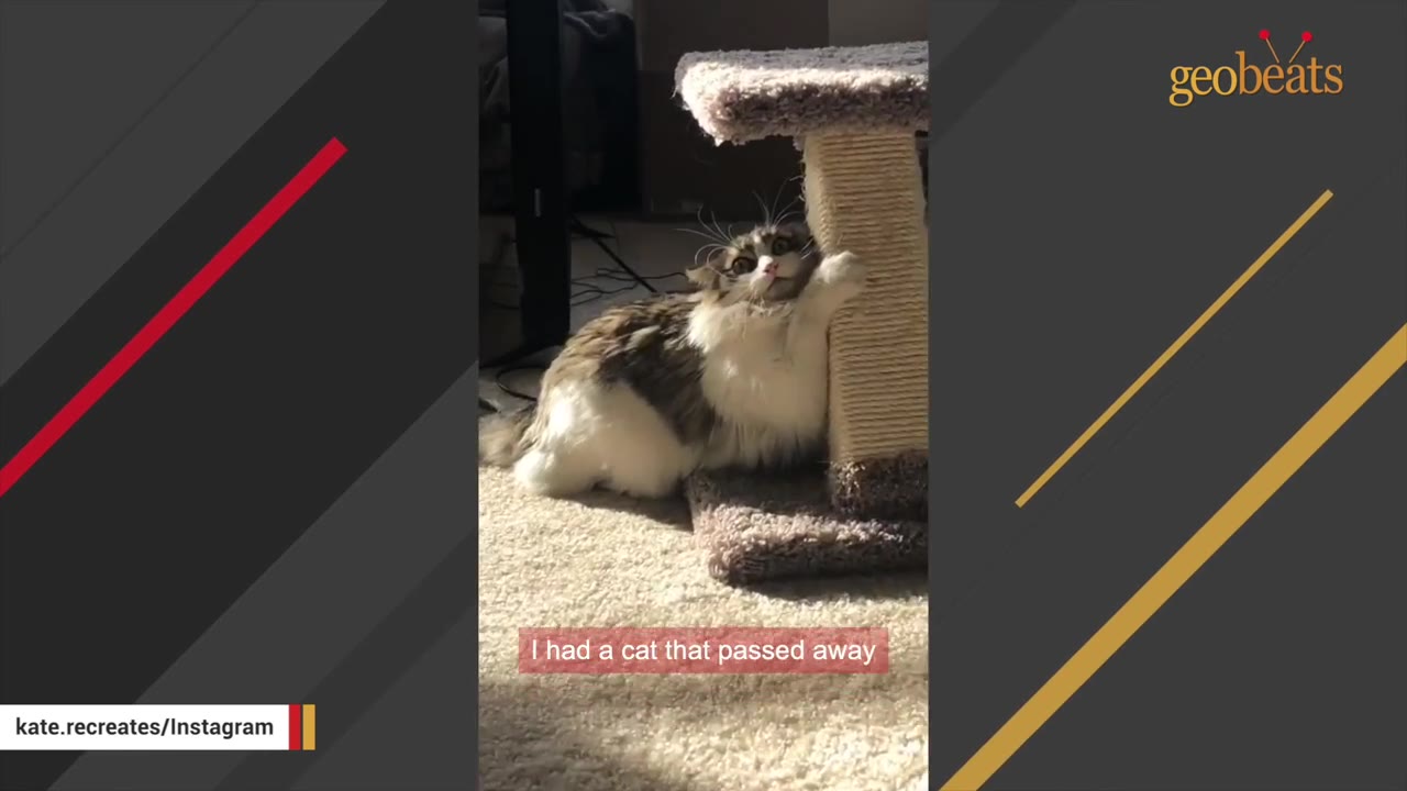 A fluffy long-haired cat scratching a scratching post indoors.