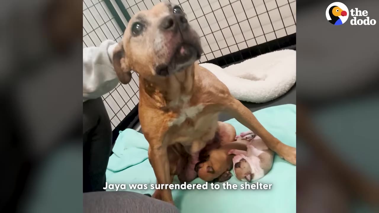 A brown mother dog named Jaya sits on a light blue blanket in a shelter kennel, looking up with a gentle expression while her newborn puppies rest beside her.