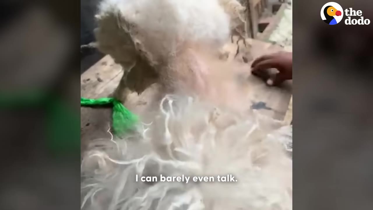 A small, severely matted white dog stands on a wooden table as a person's hand reaches out toward it.