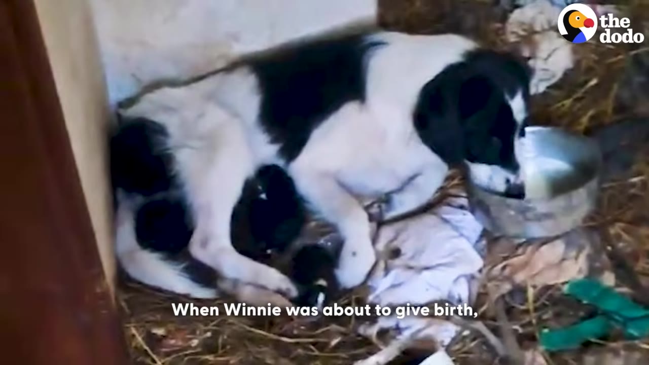A black and white dog lies on straw and rags next to a metal bowl, with several small black puppies huddled near her belly.